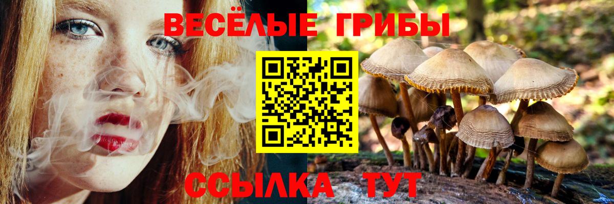 Псилоцибиновые грибы Psilocybe Шахты